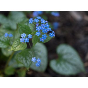 Brunera veľkolistá (Brunnera macrophylla) ´SILVER SPEAR´ - kont. 1,5L